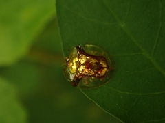 Aspidimorpha furcata