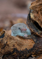 Notiosorex crawfordi