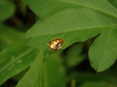 Aspidimorpha furcata