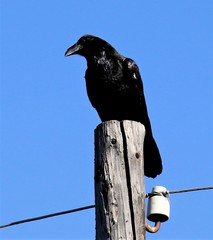 Corvus corax kamtschaticus