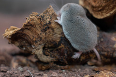 Notiosorex crawfordi