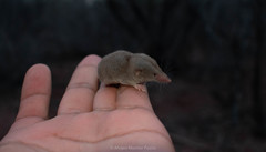 Notiosorex crawfordi