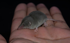 Notiosorex crawfordi
