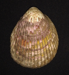 Trachycardium procerum