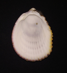 Trachycardium procerum