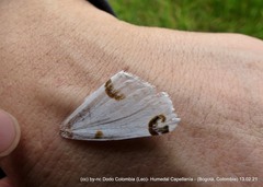 Sericoptera mahometaria