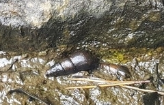 Semisulcospiridae