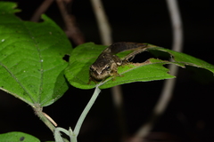 Ptychohyla hypomykter