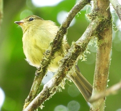 Myiophobus flavicans