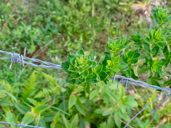 Ludwigia multinervia