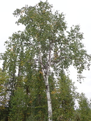 Betula neoalaskana