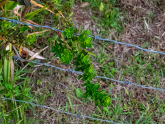 Ludwigia multinervia