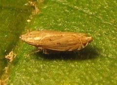 Flexamia