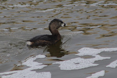 Podilymbus podiceps