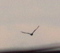 Parabuteo unicinctus