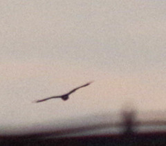 Parabuteo unicinctus