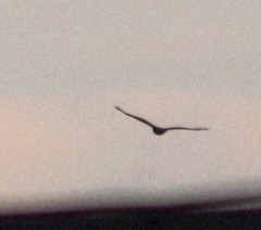 Parabuteo unicinctus