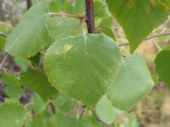 Betula neoalaskana