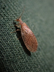 Hemerobiidae