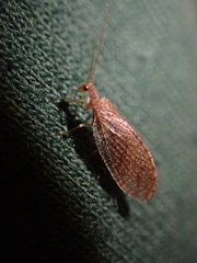 Hemerobiidae