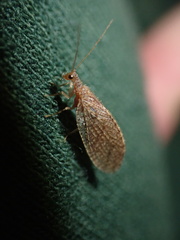 Hemerobiidae