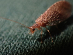 Hemerobiidae