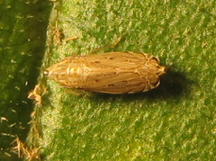 Flexamia