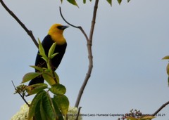 Chrysomus icterocephalus bogotensis
