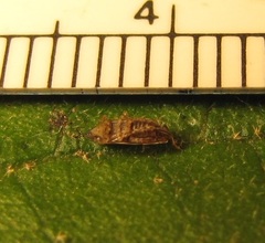 Flexamia