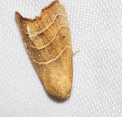 Bagisarinae