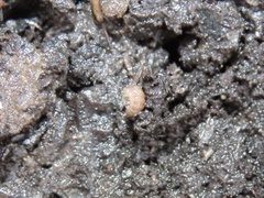 Miktoniscus
