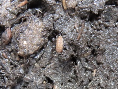 Miktoniscus