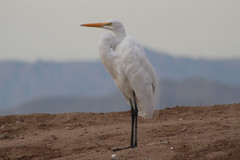 Ardea alba