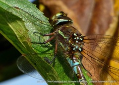 Rhionaeschna marchali