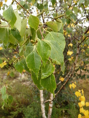 Betula pendula szechuanica