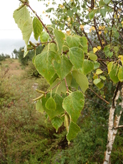 Betula pendula szechuanica