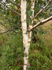 Betula pendula szechuanica