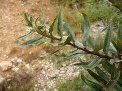 Hippophae