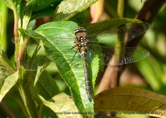 Rhionaeschna marchali