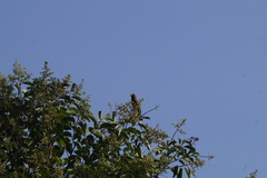 Haemorhous mexicanus