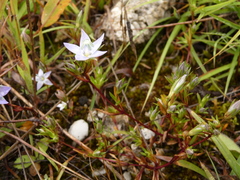 Lomatogonium