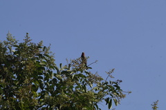 Haemorhous mexicanus