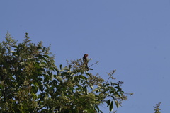 Haemorhous mexicanus