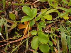 Potentilla