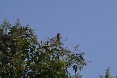 Haemorhous mexicanus