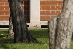 Turdus rufopalliatus