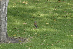 Turdus rufopalliatus