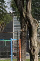 Turdus rufopalliatus