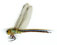 Coryphaeschna adnexa