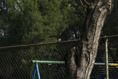 Turdus rufopalliatus